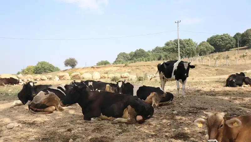 Şap Hastalığı Yayılması Önleniyor: 22 Köyde Giriş ve Çıkış Kısıtlandı!