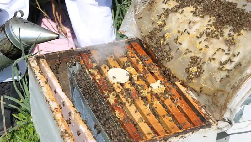 Arıcılık Geleneğini Yaşatan Genç Girişimci Yurt Dışına Bal Satıyor