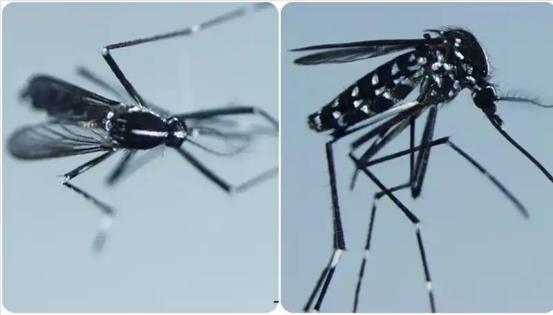 Chikungunya Virüsü Nedir? Belirtileri ve Etkileri Hakkında Her Şey